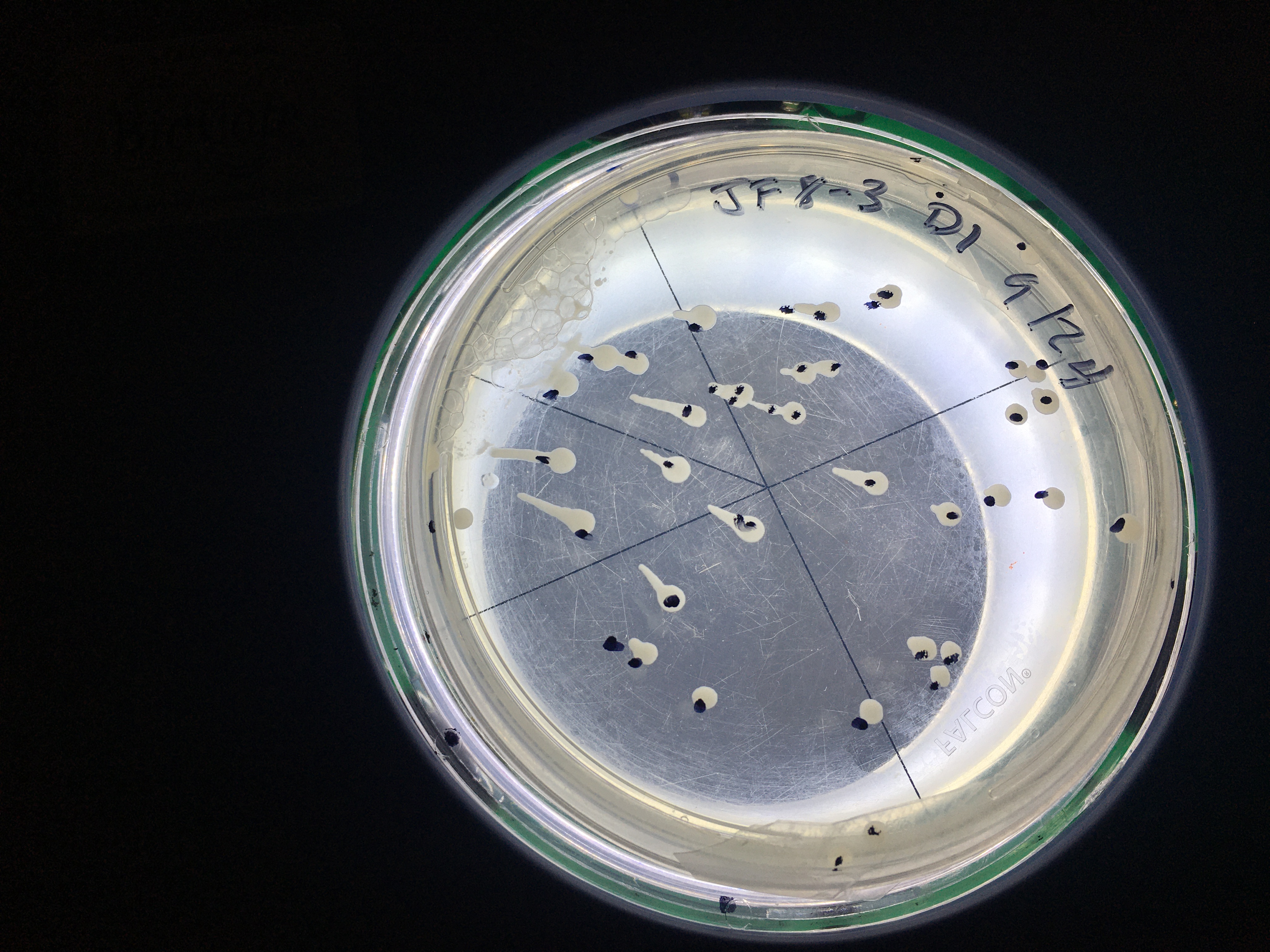 petri dish with counted microbial colonies