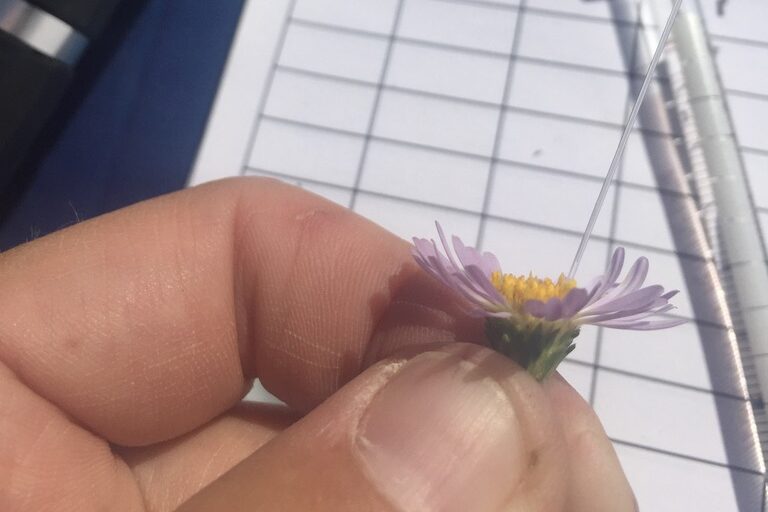 Nectar extracted from this Aster, 0.25 μL caps are ideal for extracting from disk flowers. 