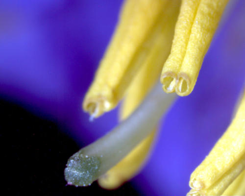 Solanum anthers